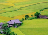 Làng năm mẫu
