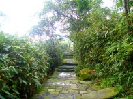 Đường Rừng