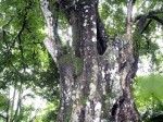 Gốc Đa Ôm Gốc Thị
