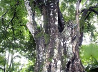 Gốc Đa Ôm Gốc Thị