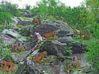 Khỉ Rừng Yên Linh Tử