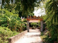 Thiền sư hái thuốc